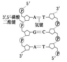 5′-磷酸二酯键)+基因的"运输工具"——运载体
